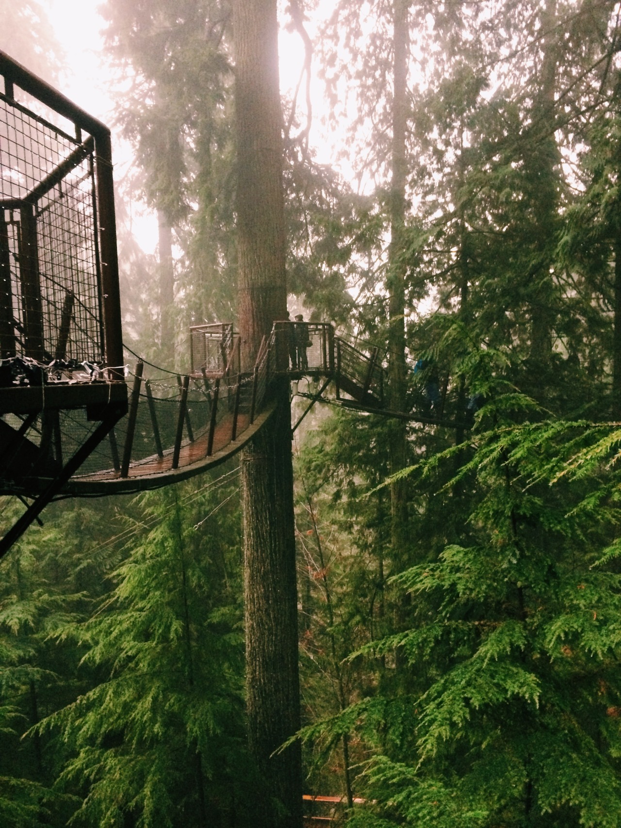 barbiebones:  venetians:  treetop adventures!  so freaking jealous of you vanessa