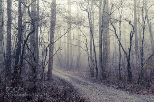 Foggy Trail by chriszchan ift.tt/1UFBi6E