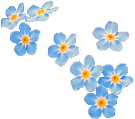 XXX transparent-flowers:Water Forget-Me-Not. photo