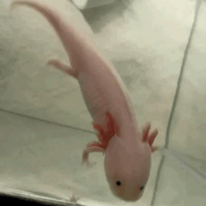 Axolotl Gif Explore Tumblr Posts And Blogs Tumgir
