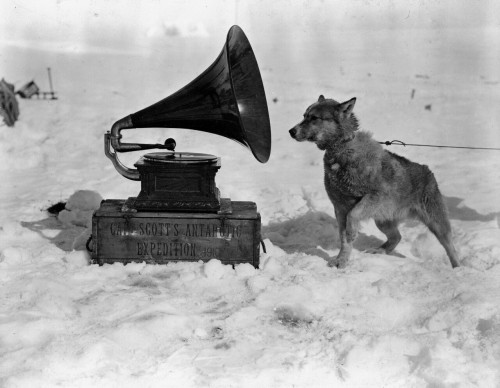 goldenpolar: ‘Kris’, one of the dogs used on Scott’s Terra Nova expedition and Osc