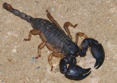 lychens:Yellow-legged Tree Scorpion (Opisthacanthus asper)