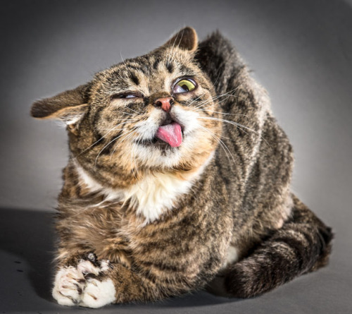 cornerof5thandvermouth:tht1chck:bobbycaputo:Portraits of Cats Shaking Themselves Clean Photographed 