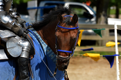 equitation-nation-photography: Oberon Paragon Jousting August 5, 2015© equitation nation photography