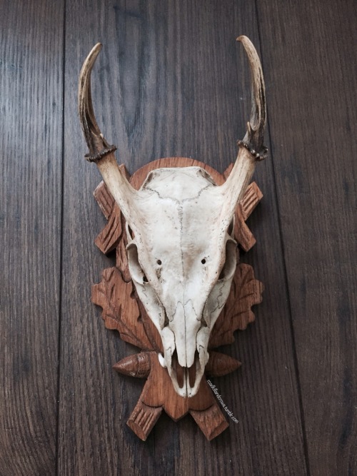 roadkillandcrows:Vintage muntjac skull. Look at it’s fangs!