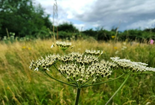 Wildflowers & pollinators