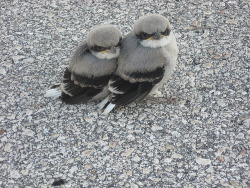 lookatthisbabybird:  Loggerhead Shrikes 