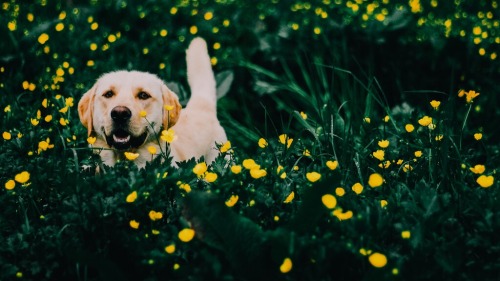 itsthesmallthing: Happy in the garden.