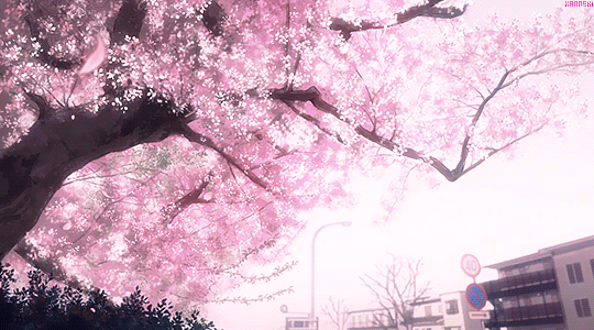falling sakura