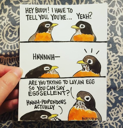 Bird no. 278. HNNH.Hahahahahahahahahahaha Every time I look at their faces that uncontrollable poop-