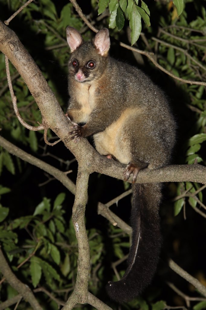 There are times when I hear people complain about possums eating their roses, birds calling too loud and fruit bats pooing on their houses. I just smile, nod, and think you don’t know how lucky we are to still have wildlife sharing our suburbs. We...