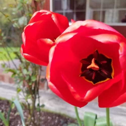 Arrivals in the flower beds. #nofilterneededhere #nofilter #gardening #garden #outdoors #yacolt #wa