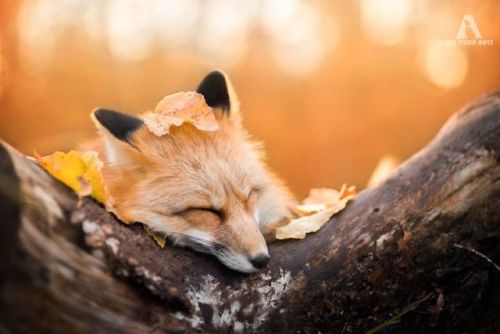 landscape-photo-graphy: Young Photographer Highlights a Playful Fox Named Freya Poland based young 