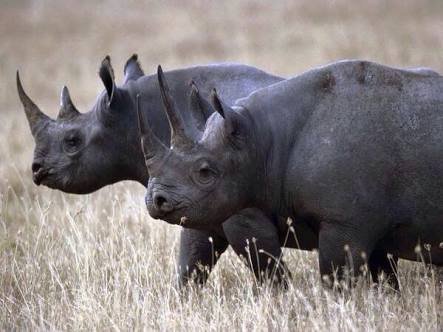 There were once eight subspecies of black rhinoceros.  Three of these subspecies are now extinct, wi