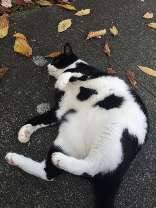 unflatteringcatselfies:  This is Mischief. He loves showing off his beautiful tum and eating crunchy leaves
