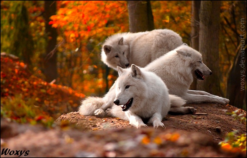 phototoartguy:  Missing autumn by woxys