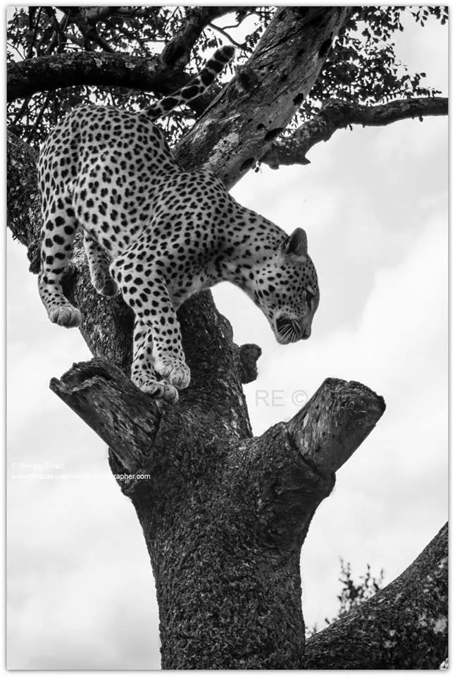 <p>Leopard swiftly on his way down the tree. It is always amazing to see how acrobatic they are,absolute masters in tree climbing!</p>