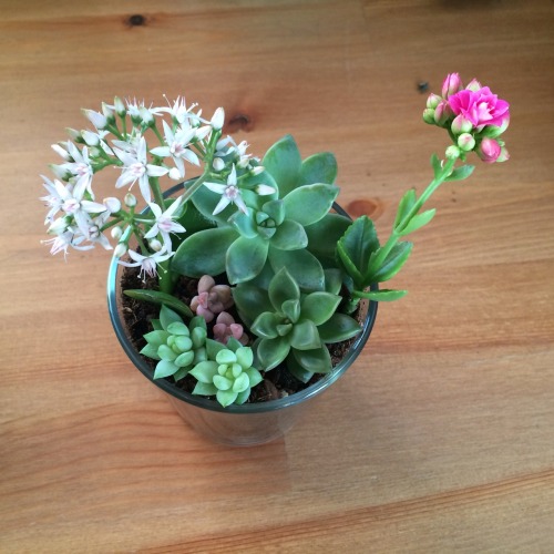 lingeringlight: Cute little succulent arrangement my friend made for me. I can’t get over how cute t