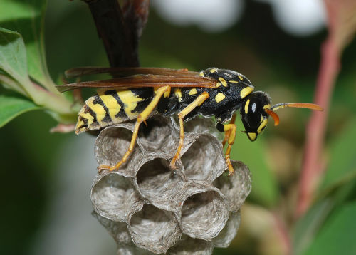 European paper wasp (Polistes dominula)The European paper wasp is one of the most common and well-kn