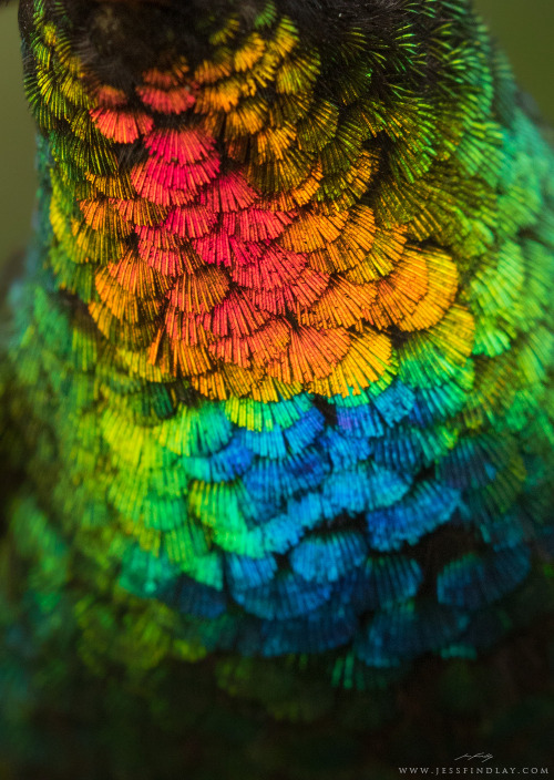 culturenlifestyle:Zooming in on the Fiery-Throated HummingbirdBritish Columbia based photographer Je