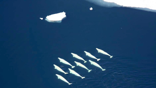 Why can’t Russian belugas move to Atlanta?
The U.S. has denied the Georgia Aquarium’s request to import 18 belugas from Russia, a landmark decision in the long-running debate over whales in captivity.