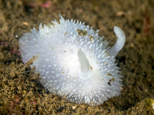 thewavesbrokeontheshore:currentsinbiology: Sea Slugs That Prove Aliens Already Live On Planet E