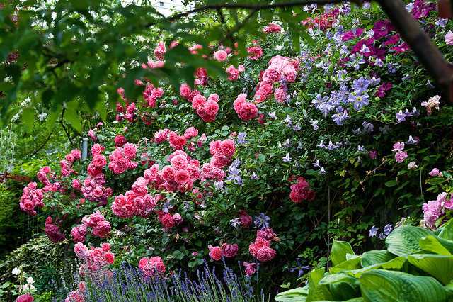 outdoormagic:  Rosarium Uetersen.jpg by Rosarian49 on Flickr. 