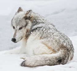 Beautiful-Wildlife:  Laying Out In A Winter Storm By Athena Mckinzie 