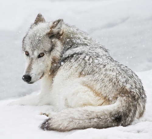 beautiful-wildlife:Laying Out In A Winter Storm by Athena Mckinzie