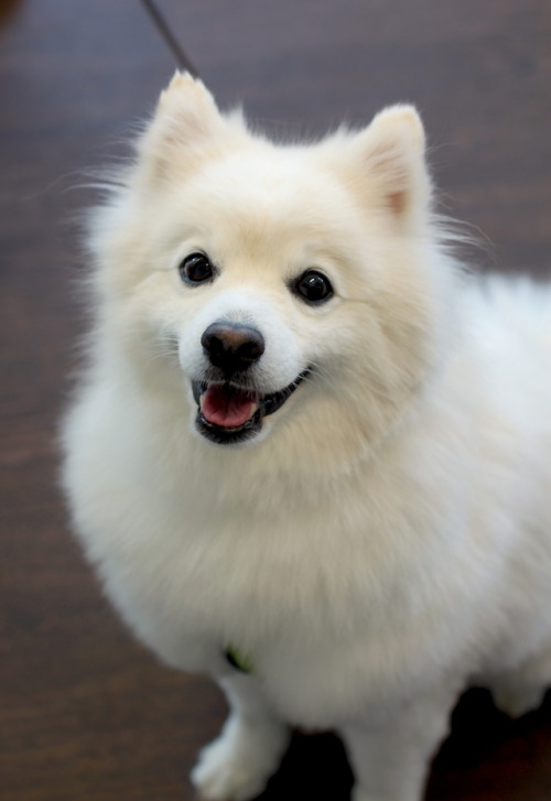 Peetu, 8 year old Japanese Spitz“He loves swimming, but only in the ocean or a lake. We went to a po