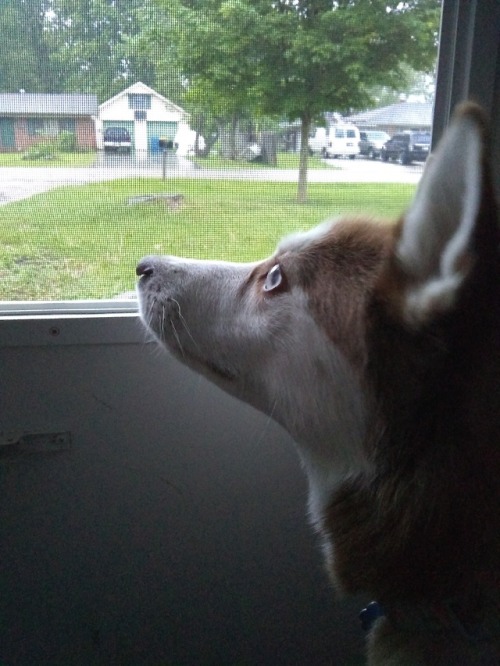 She may be blind but she can still hear the rain through the screen door.