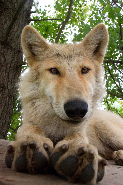 wolveswolves:  After the question about yellow coated wolves, I just remembered another