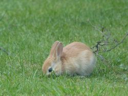 timeforher0es:lil baby rabbits in our garden..