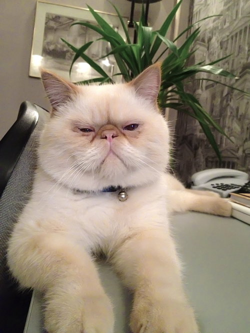 The Boss (via Cemil Aksoy)