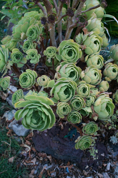 Porn photo flora-file:  succulents in my garden (by