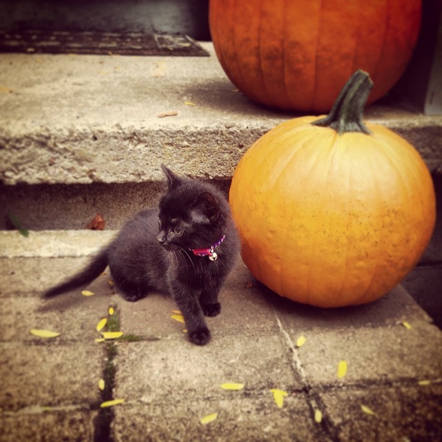 Lucy the pumpkin kitten. So curious #kitten #kitty #pumpkin #fall