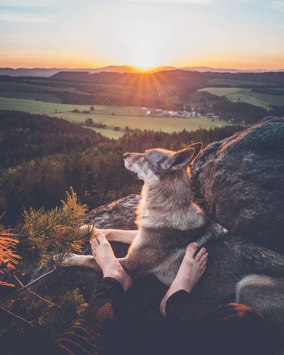 protect-and-love-animals: 