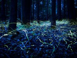 cordisre:  Blue Ghost Fireflies