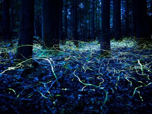 cordisre:  Blue Ghost Fireflies
