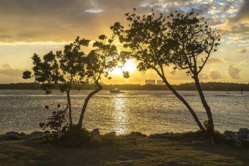 Two Trees Enjoying the Sunset #bay #bays #sunset #sunsets #tree #trees #miamisunset #miamisunsets #s