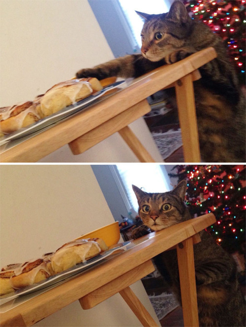 pr1nceshawn:  Cats Certainly Know How To Keep Things Interesting.