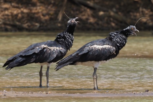 nightmare-birds:Horned Screamer (Anhima cornuta) © Stephan Lorenz