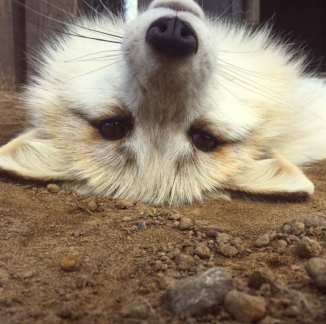 everythingfox: Why is everything upside down..? Khala the Fox 