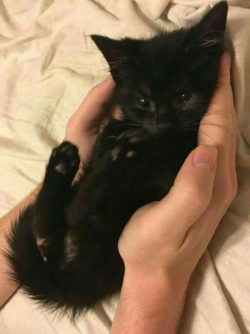 animals-addiction: Black cats are the most beautiful animal They really are!