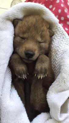 awwww-cute:  Just a coyote pup taking a nap