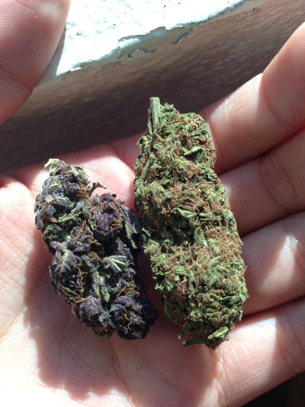 fakingsobriety:   purple nug and green nug, yin and yang&lt;3 