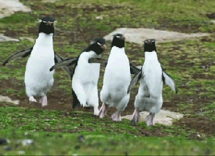 k4tfish:  neisecoli:  Onward my fellow penguins!  &ldquo;Fridaaaaay!&rdquo;
