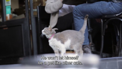 such-justice-wow: bigxanniee:  digitised-celluloid: Kedi. Dir. Ceyda Torun. 2016. I would die for this cat    Hes knocking! He’s polite!  