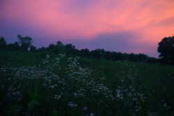 frolicingintheforest:  Pink sky and wildflowers.