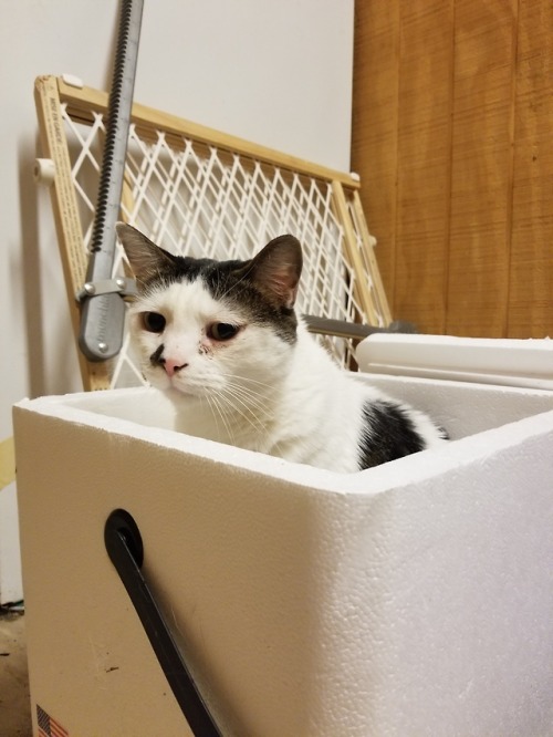 nezdravo:doctors HATE him! 85 year old man LOVES sitting in styrofoam cooler!